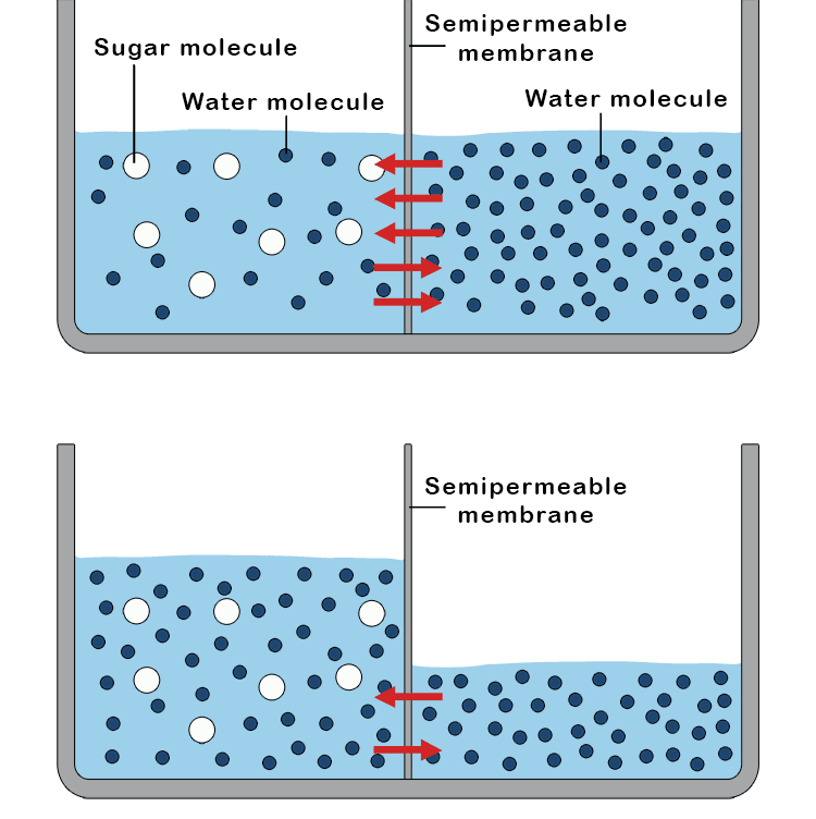 type of diffusion in which water moves through a semipermeable membrane